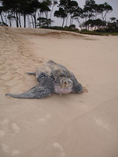 Tartaruga-de-couro em uma praia da América do  Sul. (foto: Matthew Witt)