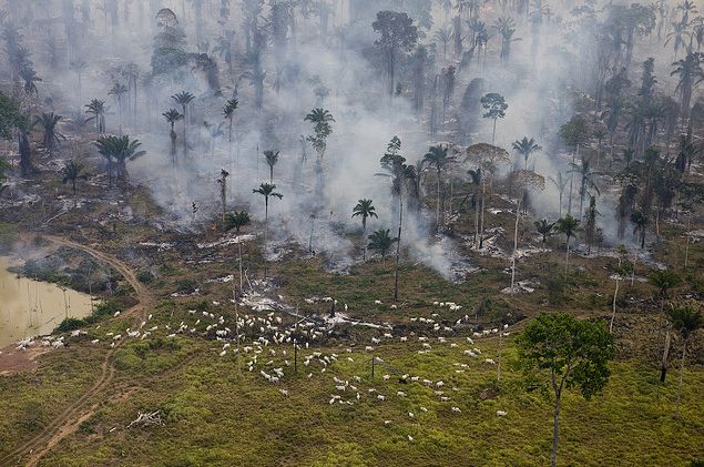 Floresta desmatada no Pará para criação de pastagem. Foto: Greenpeace / Daniel Beltrá