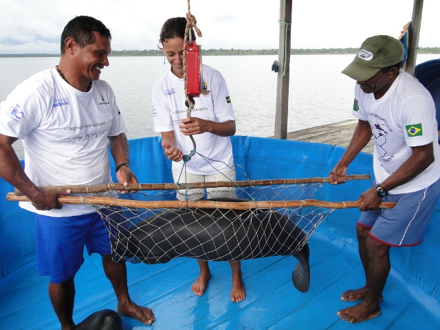 Momento de pesagem dos peixes-boi, controle da dieta é fundamental para mantê-los saudáveis. Foto: Projeto Aquavert