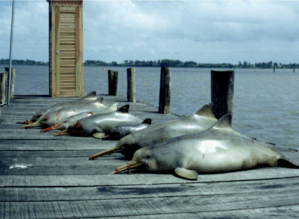 Centenas de toninhas morrem no litoral do Rio Grande do Sul todos os anos. Foto: Emanuel Ferreira/Furg