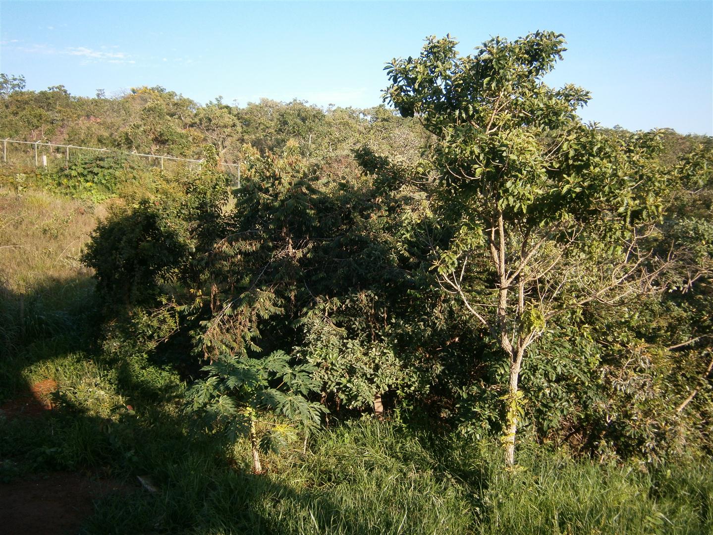 Cerrado foi mantido e está recebendo mais mudas nativas.