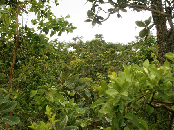 Araras canindé, comendo pequis, fruto típico do Cerrado, na área verde nos fundos do lote. (Fotos: Aldem Bourscheit)