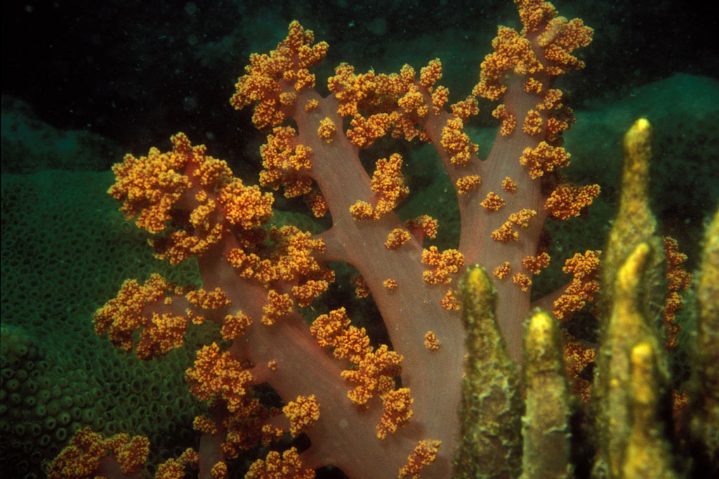O coral "assassino" em Arraial do Cabo, RJ. Foto: Laszlo Ilyes/Flickr