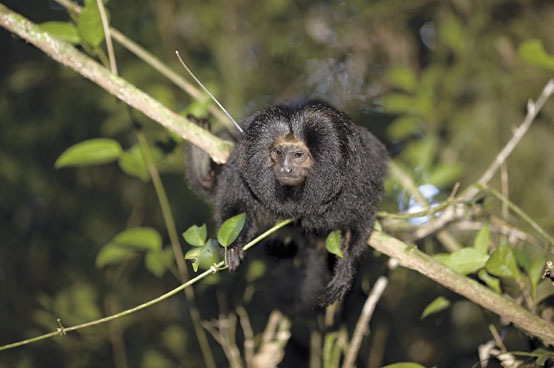 Em pouco mais de 30 anos, aumentou consideravelmente a população do mico-leão-preto, que quase foi extinto. Foto: Divulgação.