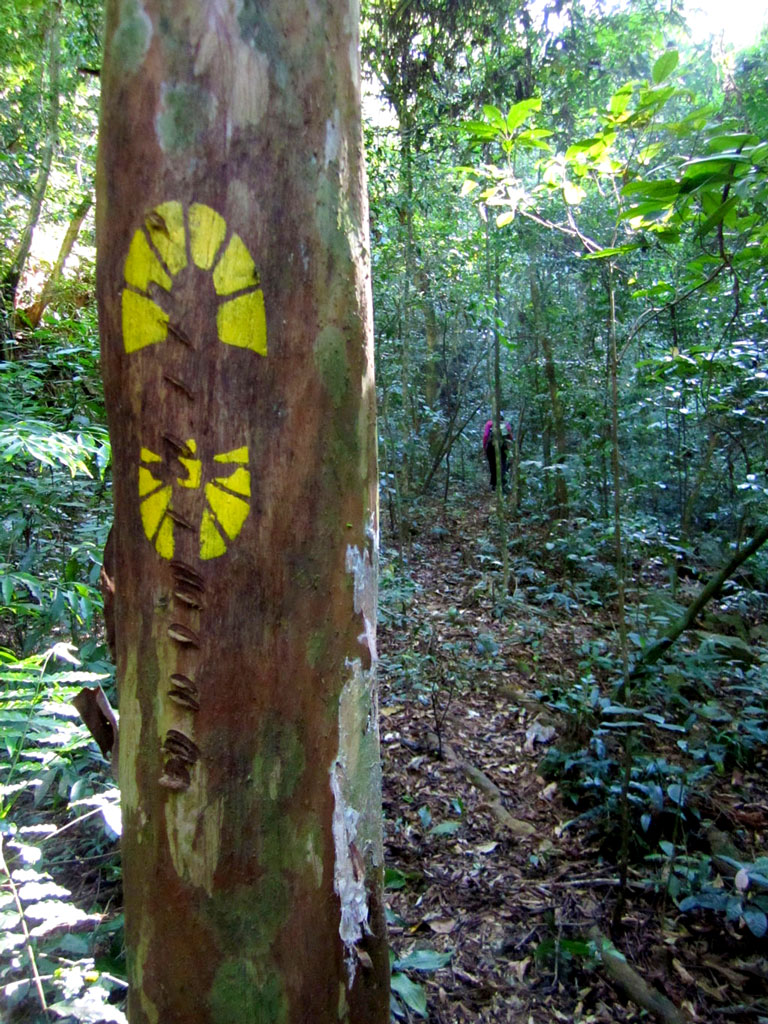 A pegada amarela - sinalização oficial da Transcarioca