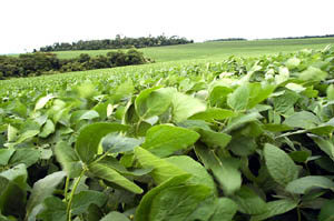 Soja: 85% dos cultivos estão fora da Amazônia. (Foto: Instituto Agronômico do Paraná)