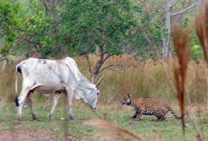 Duelo de gigantes: boi e onça se encaram no Pantanal. (Foto: Arquivo / IOP)