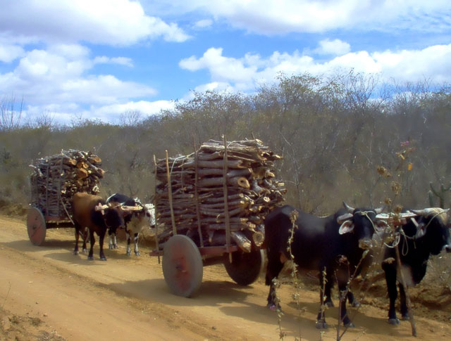 Carros de boi transportam lenha nativa da Caatinga. O bioma é manejado por camponeses em 5,9 mil hectares em Pernambuco e na Paraíba. crédito: Acervo SFB/MMA
