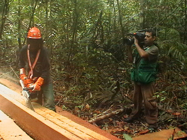 Corte de madeira em área de manejo comunitário na Reserva Sustentável de Uatumá, Amazonas: apenas 3,5% das florestas são manejadas. Fotos: Vandré Fonseca