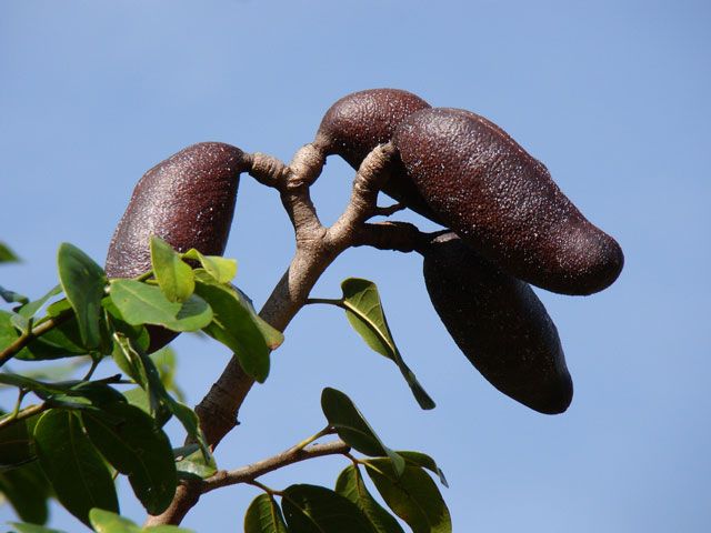 Fruto do jatobá,  um dos muitos exemplos da riqueza natural que só um país megadiverso como o Brasil pode oferecer. foto: Central do Cerrado
