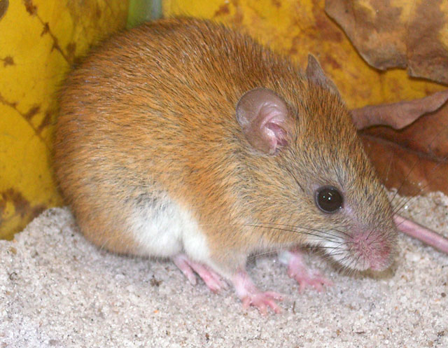 Ratinho-goitacá é o maior do gênero Cerradomys, que inclui outras seis espécies. Crédito foto: Divulgação