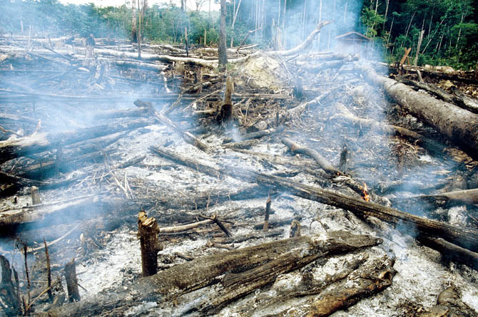 Débito de extinção devido ao desmatamento: pesquisadores traçaram 4 cenários para todos os estados da Amazônia Legal. Tocantins e Mato Grosso têm o maior débito de extinção. Foto: Oliver Wearn