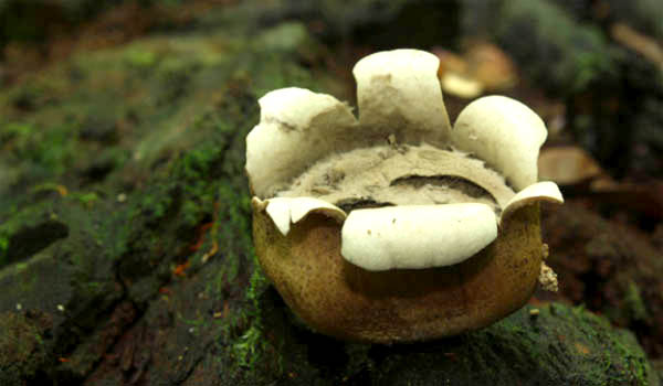 O Scleroderma minutispora, encontrada na Amazônia, foi nomeado assim por causa dos seus pequenos esporos.