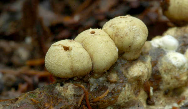 Morganella rimosa foi nomeada devido à superfície do perídio repleta de rachaduras