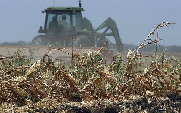 Trator ara uma plantação de milho já colhido, no Texas. Foto: Eric Gay/Associated Press