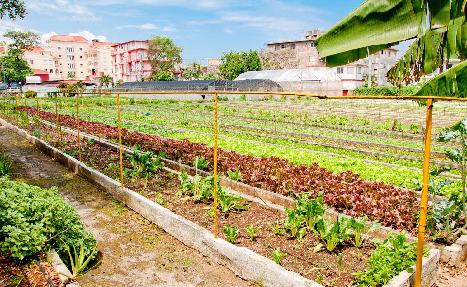 Horta urbana: produção de alimentos do quintal está perto de 1