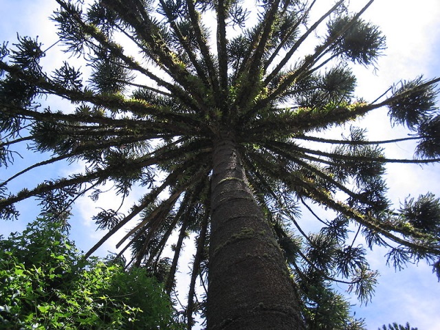 Também conhecida por pinheiro-do-paraná, a araucária (acima) está criticamente ameaçada de extinção. Foto: wikimédia.