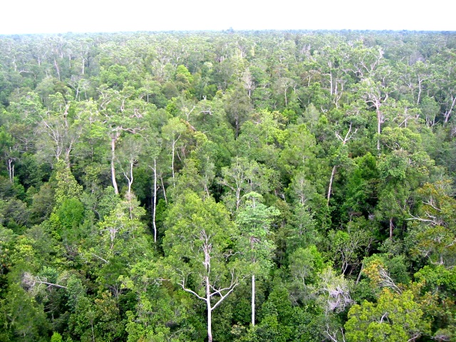 Florestas tropicais com a de Bórneo absorvem grandes quantidades de dióxido de carbono da atmosfera. Crédito: H-D Viktor Boehm.