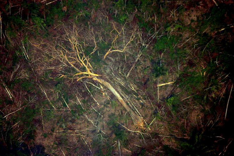 Desmatamento flagrado na Floresta Nacional de Jamanxin, em 2008. Foto: Leonardo F. Freitas/Flickr