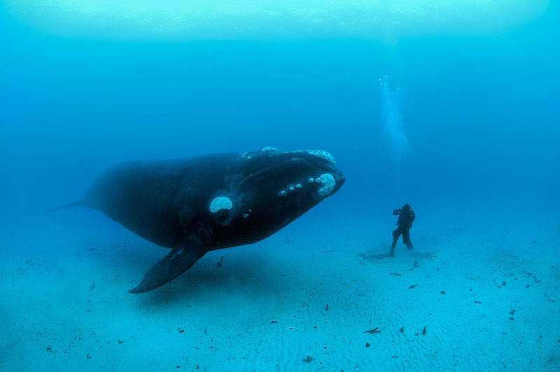 Baleia franca fotografada na Nova Zelândia (foto: divulgação WWF)