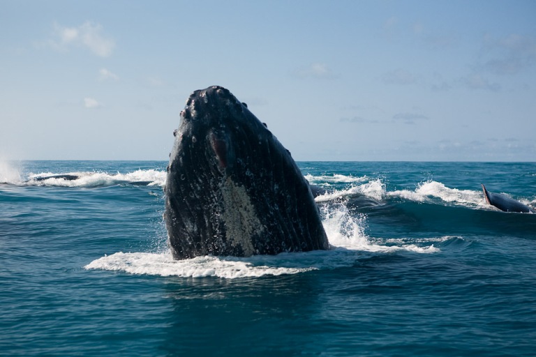 Baleias jubarte na Bahia. Elas utilizam a costa brasileira para reprodução (foto Instituto Baleia Jubarte)