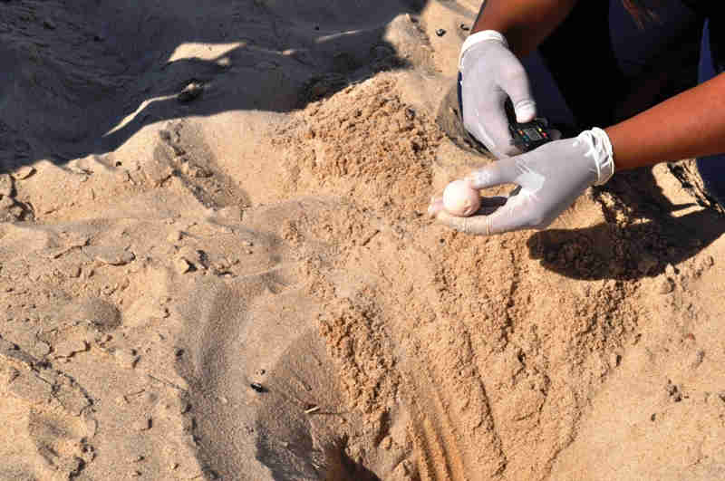 Biólogos do Tartarugas do Delta encontram ninho (foto: divulgação)