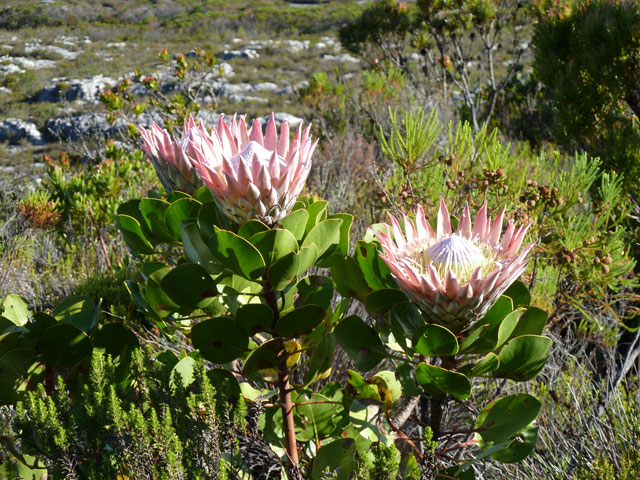 Protea Rei, flor nacional da África do Sul