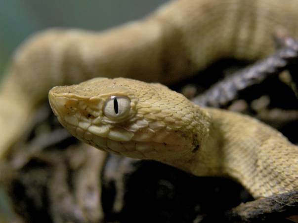 Instituto Butantan: conheça curiosidades sobre as serpentes