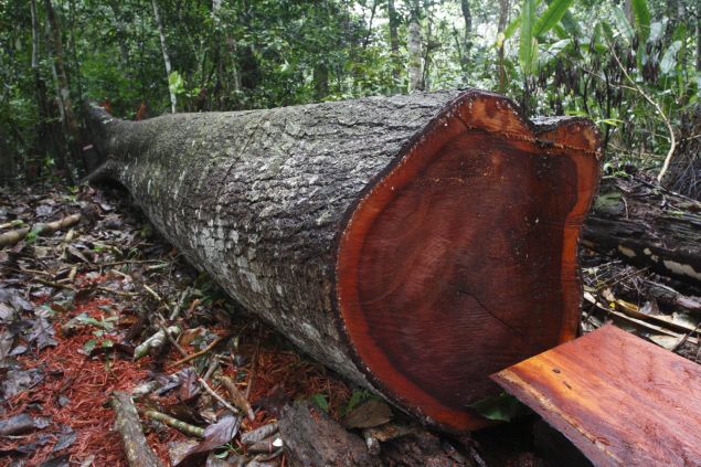 Mais de 100 carregamentos com madeira de origem ilegal foram exportados do Peru para os Estados Unidos em pouco mais de dois anos. Crédito: H. Berninzon/EIA 