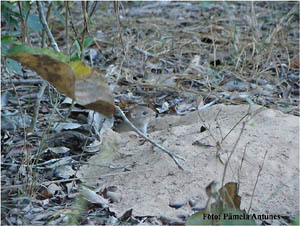 No Pantanal, o rato-de-espinho (Clyomys laticeps) é um roedor bastante importante, pois consome e dispersa sementes da palmeira acuri (Attalea phalerata).