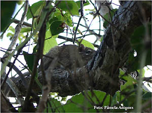 O rabudo ou punaré (Thrichomys pachyurus) é um pequeno roedor e importante item alimentar de cachorros-do-mato e jaguatiricas no Pantanal. É uma espécie bastante sensível ao desmatamento.