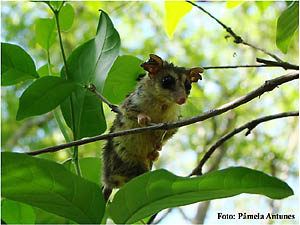 A catita (Thylamys macrurus) é um pequeno marsupial arborícola. A espécie é altamente afetada pela perda de habitats florestais no Pantanal.