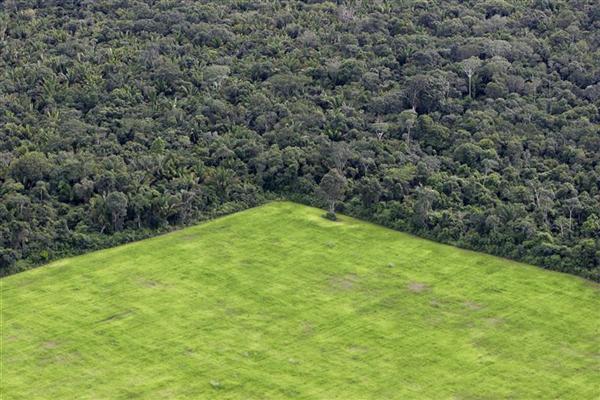 Soja divide espaço com floresta na Amazônia. Para ONGs, produtores devem se comprometer com desmatamento zero (foto: Greenpeace)