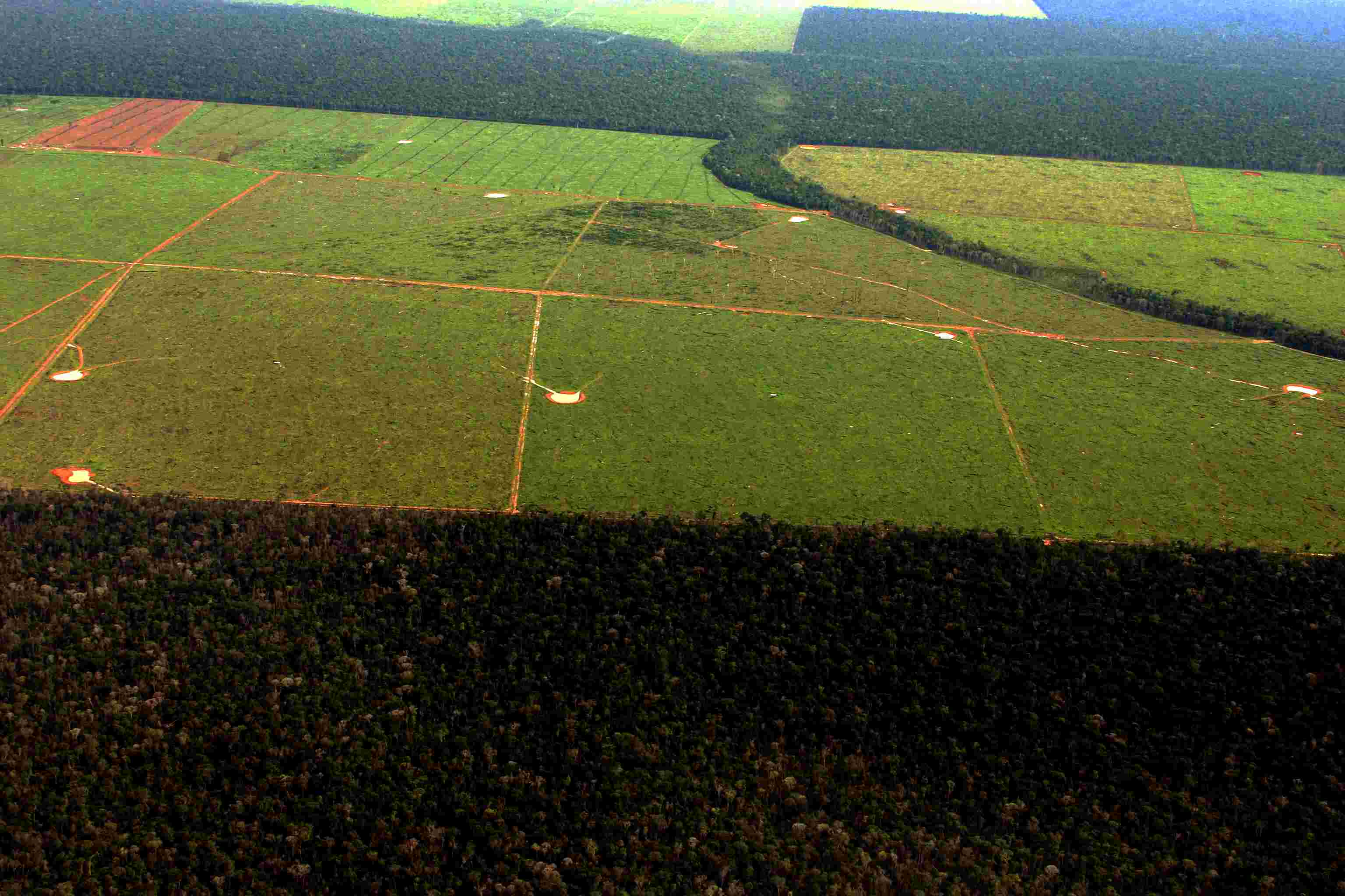 Regras para a produção da soja na Amazônia devem ser discutidas em fórum internacional defendem ONGs (foto: Vandré Fonseca)