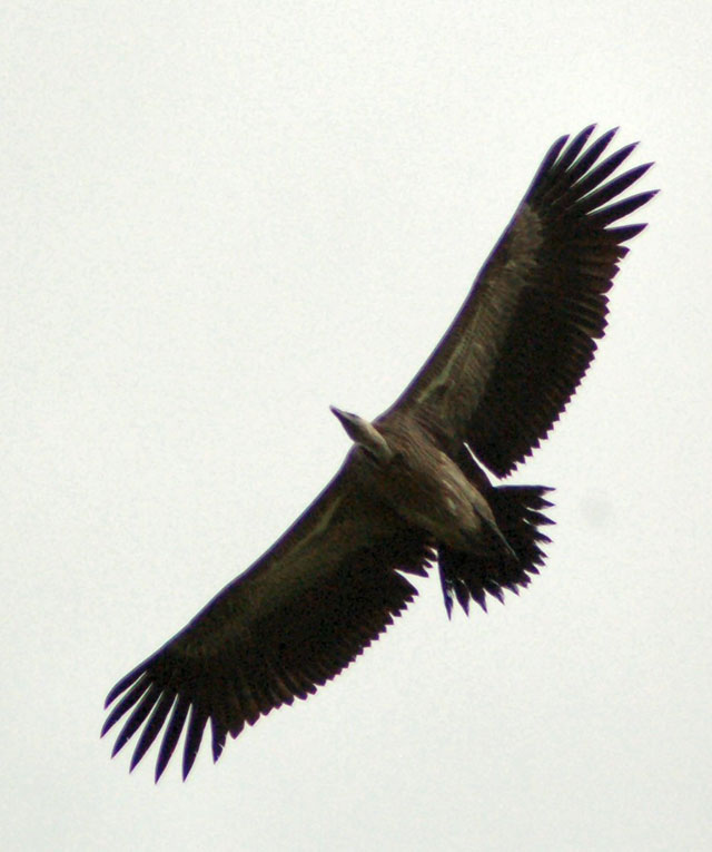 Voo do abutre-de-bico-longo, uma das três espécies ameaçadas. Crédito: Wikipédia