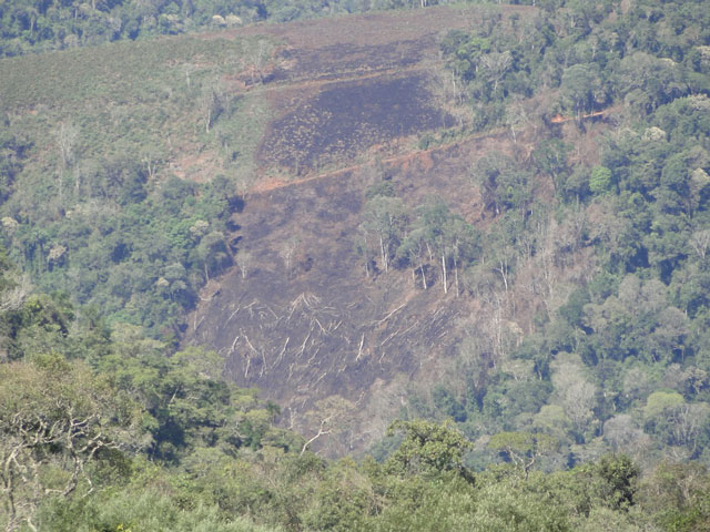 Combater a destruição do que resta da Mata Atlântica não é prioridade. Desmatamento recente (data da foto: 08/10/2010), às margens do rio Itajaí, no entorno da RPPN Corredeiras do Rio Itajaí, em Santa Terezinha (SC)