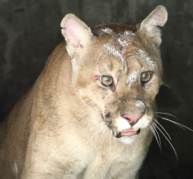Fotografia do mesmo animal depois de capturado, no Zôo de Paulínia, em fevereiro de 2010 (Correio Popular de Campinas). Comparar os cortes nas orelhas, das duas fotos.