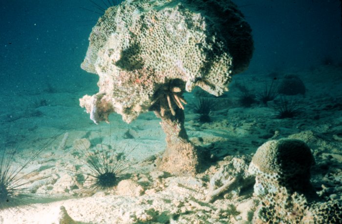 Coral prejudicado por bioerosão. Cerca de 75% dos corais estão ameaçados de extinção. Foto: Wikipédia.