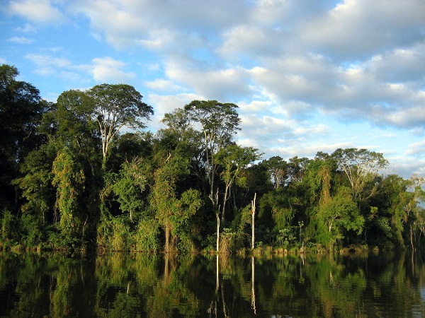 Reservas particulares ajudam a proteger um dos biomas mais ameaçados do país, a Mata Atlântica. Foto: Wikimédia