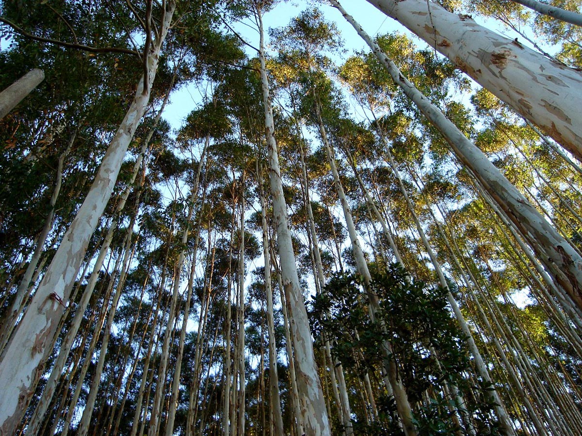 A floresta cede lugar ao eucalipto no Amapá - em terras griladas?