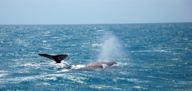 Baleia jubarte nada no mar azul da região de Abrolhos. O Parque Nacional poderá decuplicar e ganhar mais 3 UCs na vizinhança. (Foto: turismo Bahia)