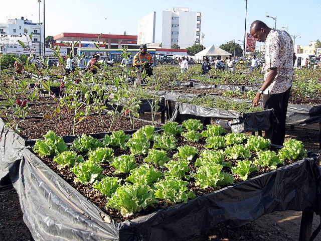Antes restrita à área rural, a horticultura pode ser uma alternativa sustentável para atender as necessidades de consumo e renda nas cidades. Foto: Jerry Miner (GlobalHort)