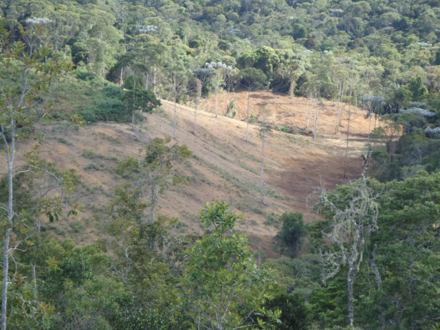 Operação Mata Atlântica do Ibama flagra desmatamento na área de amortecimento do Parque Nacional do Caparaó/ES, em 2012. Foto: Luciana Carvalho/Ascom/Ibama/ES.
