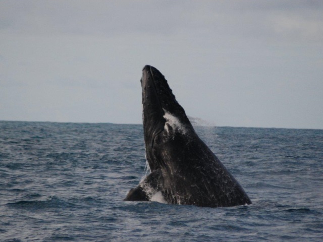 O incremento de atividades humanas no mar aumenta os riscos sobre as baleias. Foto: Instituto Baleia Jubarte.