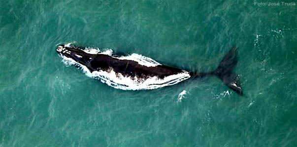 A caça quase exterminou as baleias. O turismo de observação as deixa livres e gera renda para comunidades costeiras. Foto: José Truda