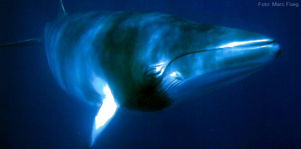 Baleia Minke, caçada às centenas todos os anos pelo Japão. Foto: Fugm