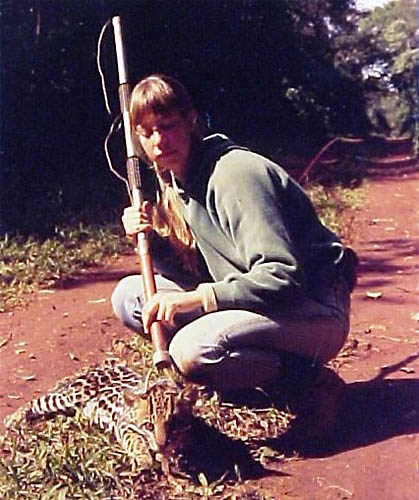 A agrônoma Sandra Cavalcanti acompanha a recuperação de uma jaguatirica, após a colocação de um rádio-transmissor e biometria, na estrada do Poço Preto, no Parque Nacional do Iguaçu, em 1991.
