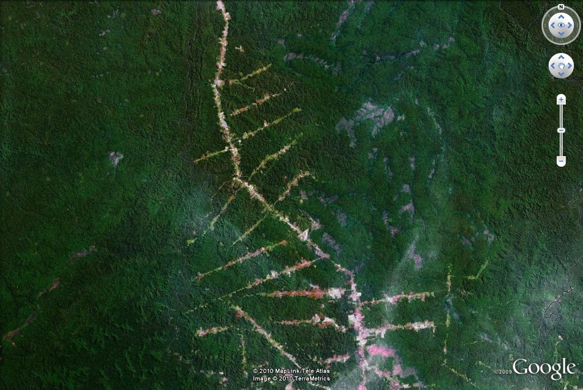 Efeito espinha de peixe marca o avanço do desmate da Amazônia a partir das estradas. imagem: GoogleEarth