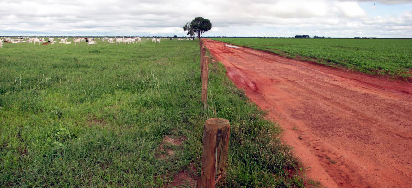 "Cerrado" na região de São Desidério (BA). foto: Aldem Bourscheit