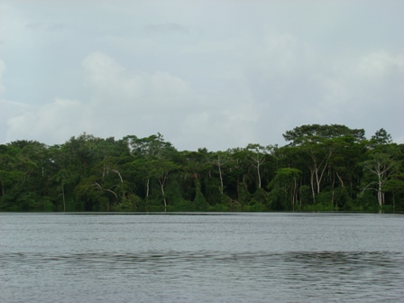 Floresta amazônica, vista do rio Tapajós (PA).